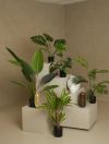 Anthurium plante
