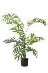 Areca palme grønn