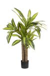 Dracaenaplante grønn