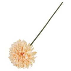 Krysantemum blomst 