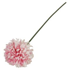 Krysantemum blomst 