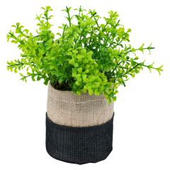 Plante i potte Goya Original