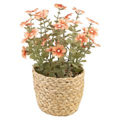 Blomster i potte Sweeet Fersken