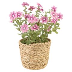 Blomster i potte Sweeet Rosa
