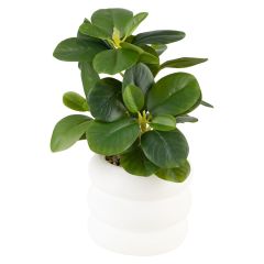 Plante i hvit potte Rils Grønn