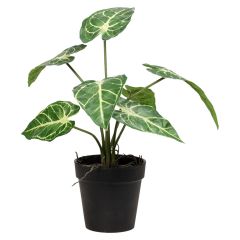 Plante grønn Angel 27cm Original