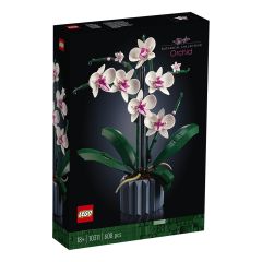 Orchid 