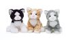 Teddy cats 23 cm ass