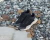 Sprox Steve sneaker sort.