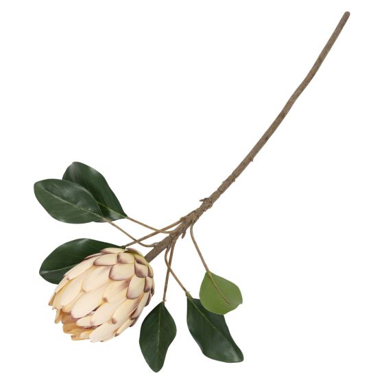 Protea blomst ..