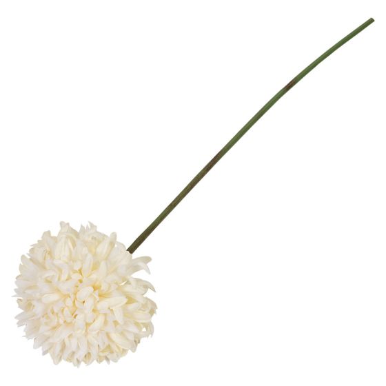 Krysantemum blomst ..