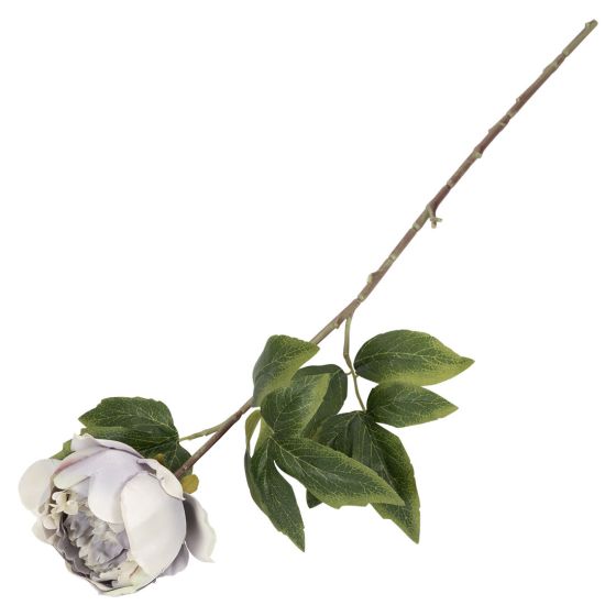 Peon blomst ..