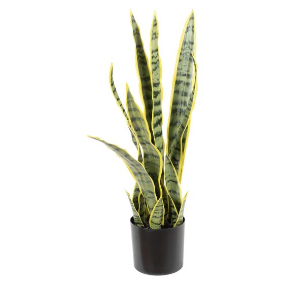 Svigermorstunge plante ..