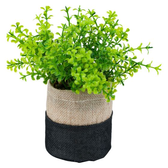 Plante i potte Goya Original
