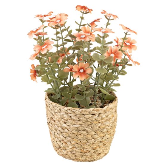 Blomster i potte Sweeet Fersken