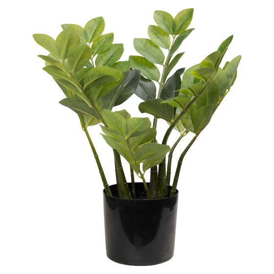 Smaragdpalme 42cm Original