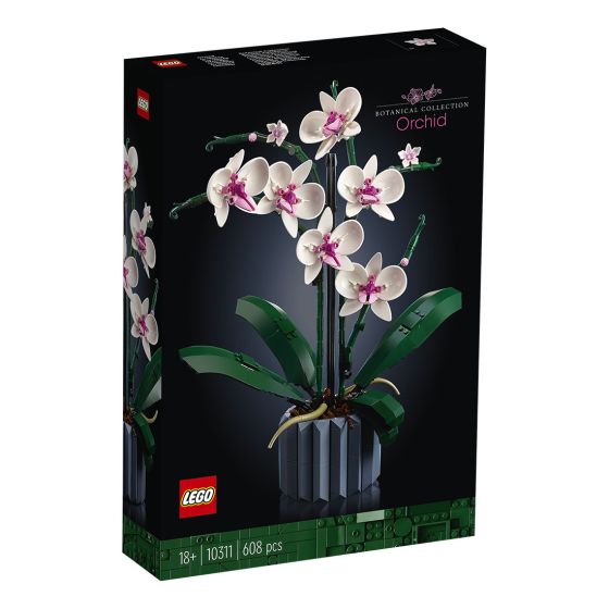 Orchid 