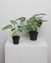 Plante grønn Angel 27cm Original