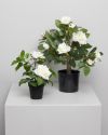 Rose i potte 40cm hvit Original