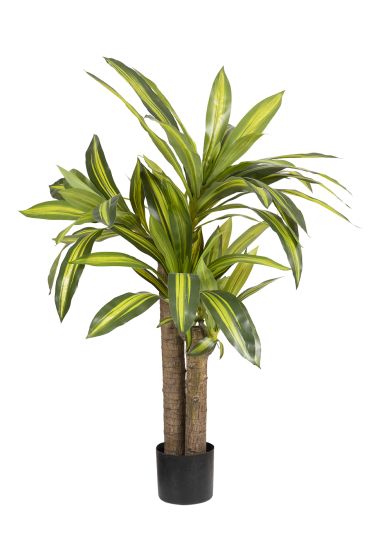 Dracaenaplante grønn