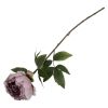 Peon blomst ..