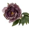 Peon blomst ..