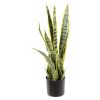 Svigermorstunge plante ..