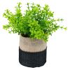 Plante i potte Goya Original
