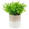 Plante i potte Dalia Original