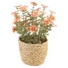 Blomster i potte Sweeet Fersken