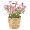 Blomster i potte Sweeet Rosa