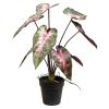 Plante rød Angel 37cm Original