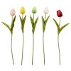 Tulipan