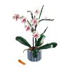 Orchid